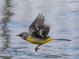 6L8A6099-DxO_Yellow_Wagtail_flying.jpg