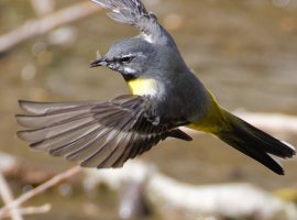 6L8A6123-DxO_Yellow_Wagtail_flying_catching_Insect.jpg
