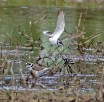 6L8A6401-DxO_2_Little_Ringed_Plover_1_flying-ls-ts_shaut.jpg