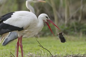 Storch mit Maulwurf Alte Fasanerie 04_06_2026.jpg Storch mit Maulwurf Alte Fasanerie 04_06_2026.jpg