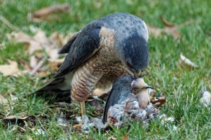 Hawk’s Prey.jpg