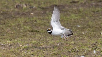 flussregenpfeifer noch mehr bif_02.jpg flussregenpfeifer noch mehr bif_02.jpg