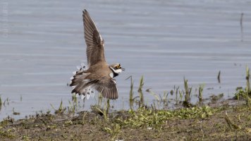 flussregenpfeifer noch mehr bif_03.jpg flussregenpfeifer noch mehr bif_03.jpg