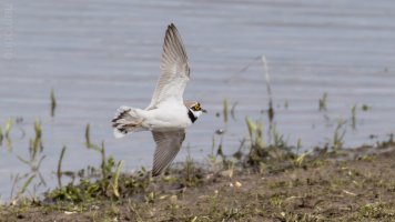 flussregenpfeifer noch mehr bif_04.jpg flussregenpfeifer noch mehr bif_04.jpg