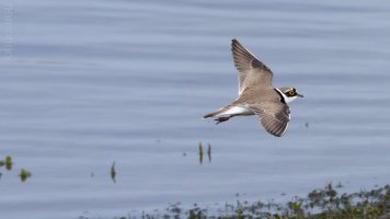 flussregenpfeifer noch mehr bif_06.jpg flussregenpfeifer noch mehr bif_06.jpg