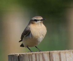 3R3A7928-DxO_Northern_Wheatear.jpg