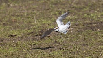 flussregenpfeifer noch mehr bif.jpg