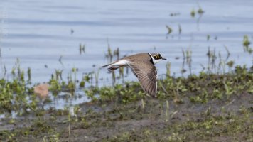 flussregenpfeifer noch mehr bif_05.jpg