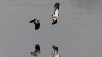 Kiebitze sind auch Regenpfeifer.jpg