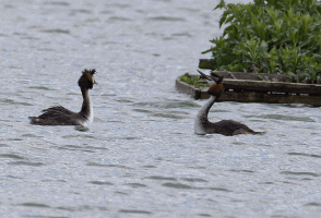 Great_Crested_Grebes_Courting.gif