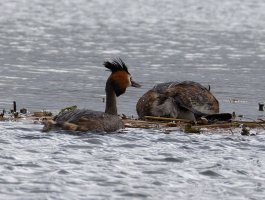 6L8A9152-DxO_Great_Crested_Grebe_before_mating.jpg