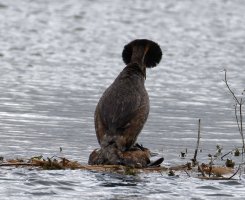 6L8A9188-DxO_Great_Crested_Grebe_mating.jpg
