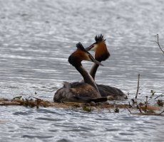 6L8A9206-DxO_Gret_Crested_Grebe_after_mating.jpg