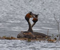 6L8A9228-DxO_Gret_Crested_Grebe_after_mating.jpg