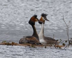 6L8A9272-DxO_Gret_Crested_Grebe_after_mating.jpg