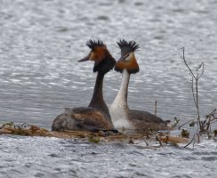 6L8A9277-DxO_Gret_Crested_Grebe_after_mating.jpg
