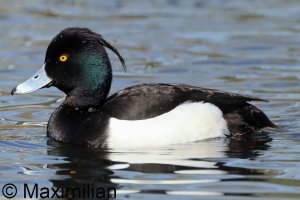 tufted_duck_2026_01.JPG