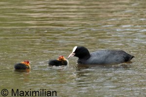 coot_2026_01.JPG