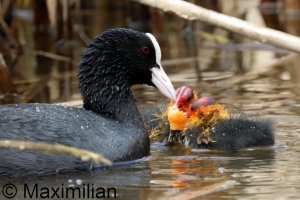 coot_2026_05.JPG