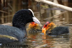 coot_2026_06.JPG