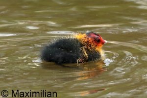 coot_2026_02.JPG