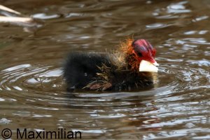 coot_2026_03.JPG