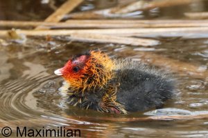 coot_2026_04.JPG