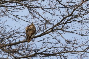 Red Tail T1i+100.JPG