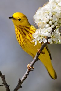 Warbler 7D+100-400.jpg