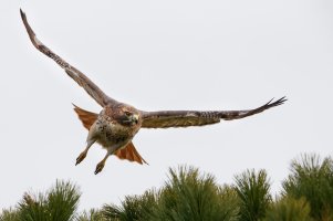 Red Tail 1DX+840.jpg