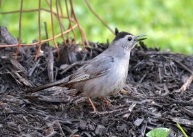 K41A6708 picasa fix-topaz2-denoise - Copy.JPG