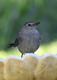 K41A7732 picasa crop-topaz2-denoise - Copy.JPG