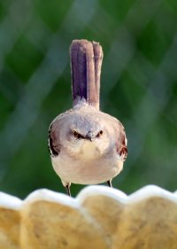 K41A6181 picasa fix-topaz2-denoise more picasa - Copy.JPG