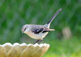 K41A5995 picasa crop-topaz2-denoise - Copy.JPG