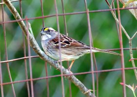 K41A7134 picasa crop ps fix-topaz2-denoise picasa fix - Copy.JPG