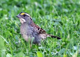 K41A7259 picasa fix-topaz2-denoise more picasa - Copy.JPG