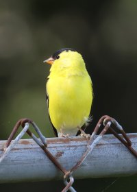 K41A8013 picasa fix-topaz2-denoise-sharpen - Copy.JPG