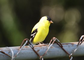 K41A8226 picasa crop-topaz2-denoise ps fix copy 2 - Copy.JPG