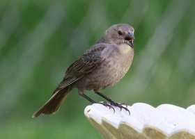 K41A8626 picasa crop-topaz2-denoise-sharpen - Copy.JPG