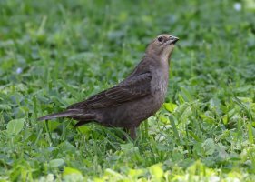 K41A8575 picasa crop-topaz2-denoise-sharpen - Copy.JPG