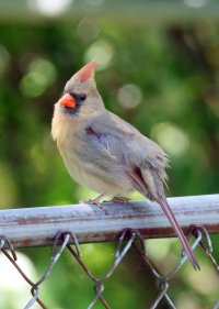 K41A8742-topaz2-denoise-sharpen - Copy.JPG