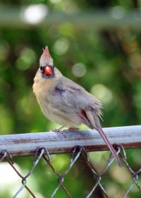 K41A8730-topaz2-denoise-sharpen - Copy.JPG