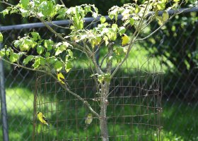 K41A0567 picasa crop-topaz2-denoise.JPG