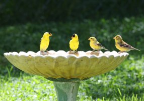 K41A9905 picasa 2 crop ps straighten-topaz2-denoise.JPG