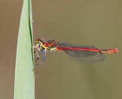 Large_Red_Damselfly+Prey_1,2.jpg