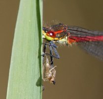 6L8A9081-DxO_Large_Red_Damselfly+prey_crop.jpg