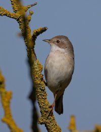 6L8A8359-DxO_Whitethroat.jpg