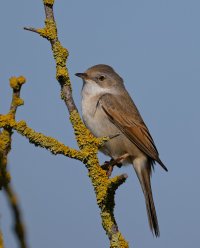 6L8A8366-DxO_Whitethroat.jpg
