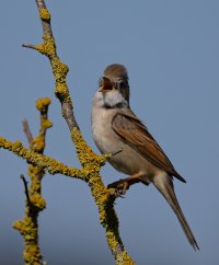 6L8A8380-DxO_Whitethroat.jpg