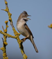 6L8A8382-DxO_Whitethroat.jpg